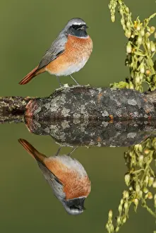 Redstart Prints: Picture No. 10983473