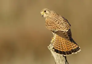 Kestrels Prints: Picture No. 10983483