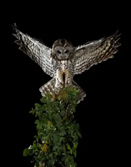 Landing Prints: Picture No. 10983487