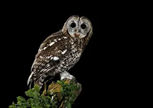 Tawny Prints: Picture No. 10983488