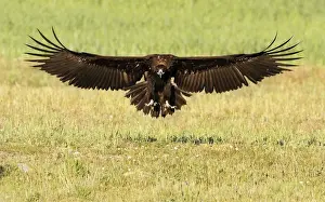 Gliding Prints: Picture No. 10983491