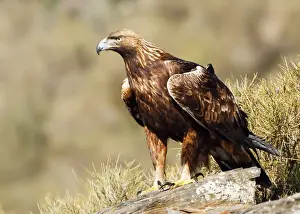 Eagles Prints: Picture No. 10983522