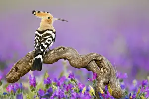 Hoopoe Prints: Picture No. 10983530