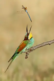 Bee Eater Prints: Picture No. 10983534