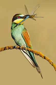 Bee Eater Prints: Picture No. 10983536