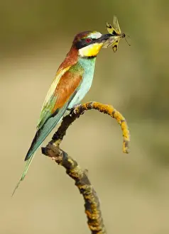 Bee Eater Prints: Picture No. 10983537