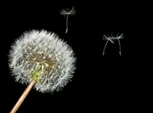 Dandelion Prints: Picture No. 10983541