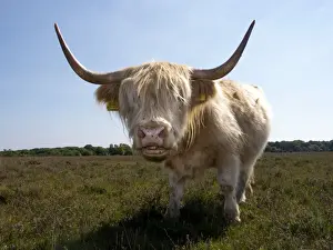Farm Animal Prints: Picture No. 10983557