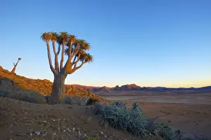 Transfrontier Prints: Picture No. 10983607