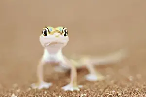 Namib Prints: Picture No. 10983616