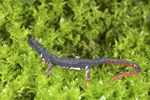 Spectacled Prints: Picture No. 10983618