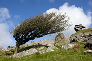 Windswept Prints: Picture No. 10983626