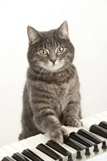 Instruments Prints: Picture No. 10983678