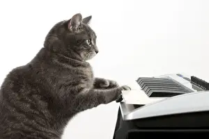 Instruments Prints: Picture No. 10983680
