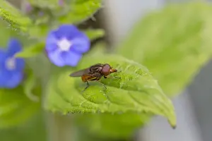 Hoverflies Prints: Picture No. 10983683