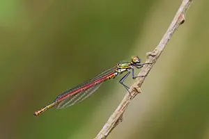 Damselflies Prints: Picture No. 10983686