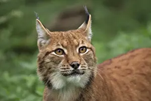 Lynxes Prints: Picture No. 10983708