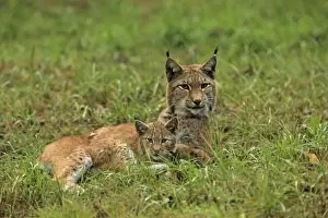 Lynxes Prints: Picture No. 10983714