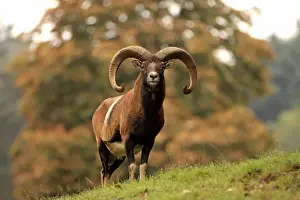 Mouflons Prints: Picture No. 10983715