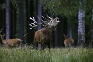 Rutting Prints: Picture No. 10983718