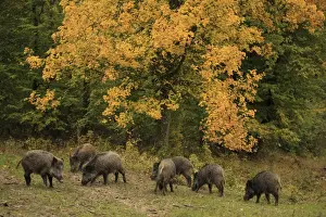 Boar Prints: Picture No. 10983735