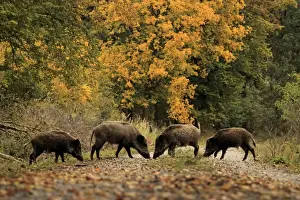 Boar Prints: Picture No. 10983736