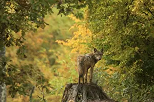 Stump Prints: Picture No. 10983740