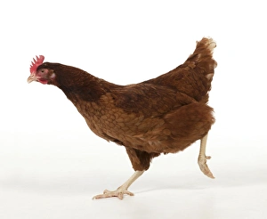 Chickens Collection: Picture No. 10983781