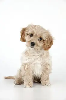 Cavachon Prints: Picture No. 10983786