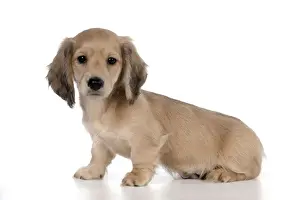 Picture No. 10983787