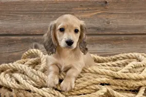 Rope Prints: Picture No. 10983806