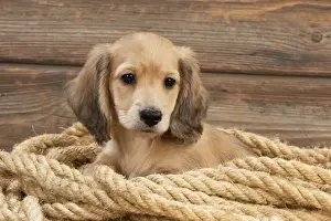 Rope Prints: Picture No. 10983807