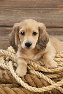 Rope Prints: Picture No. 10983808