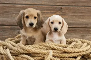 Rope Prints: Picture No. 10983809