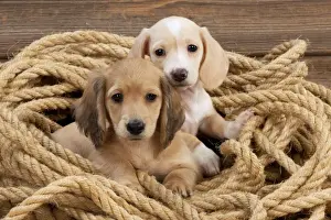 Rope Prints: Picture No. 10983811