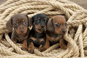 Rope Prints: Picture No. 10983812