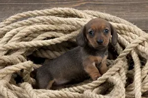 Rope Prints: Picture No. 10983813