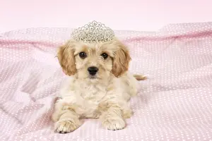 Tiara Prints: Picture No. 10983831