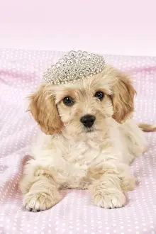 Tiara Prints: Picture No. 10983832