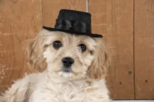 Cavachon Prints: Picture No. 10983838