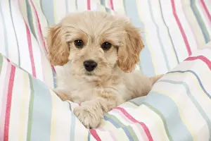 Cavachon Prints: Picture No. 10983841