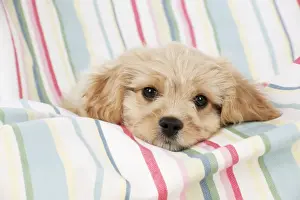 Cavachon Prints: Picture No. 10983842