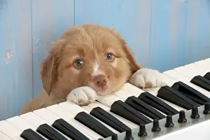 Music Prints: Picture No. 10983864