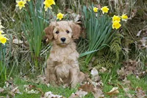 Cockerpoos Prints: Picture No. 10983871