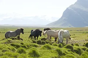 Icelandic Prints: Picture No. 10983935
