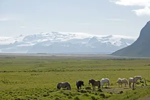 Icelandic Prints: Picture No. 10983940