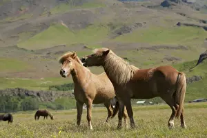Icelandic Prints: Picture No. 10983953