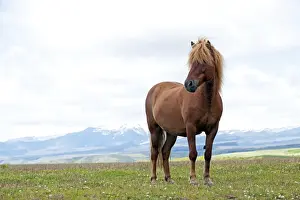 Icelandic Prints: Picture No. 10983961