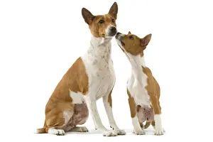 Sniffing Prints: Picture No. 10983976