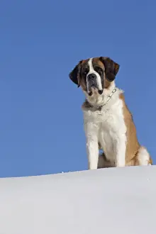 Saint Bernards Prints: Picture No. 10984017